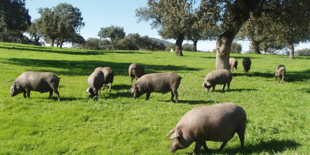 About the authentic Spanish Iberian pig