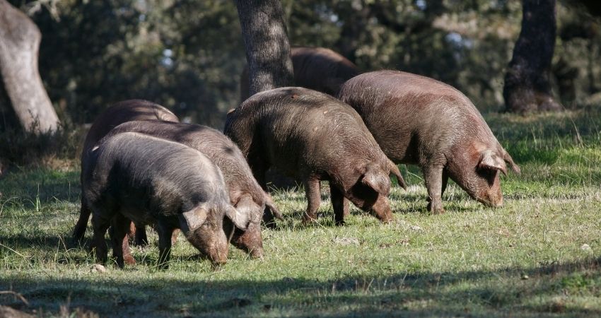 Precios y cómo reconocer el jamón ibérico de Huelva